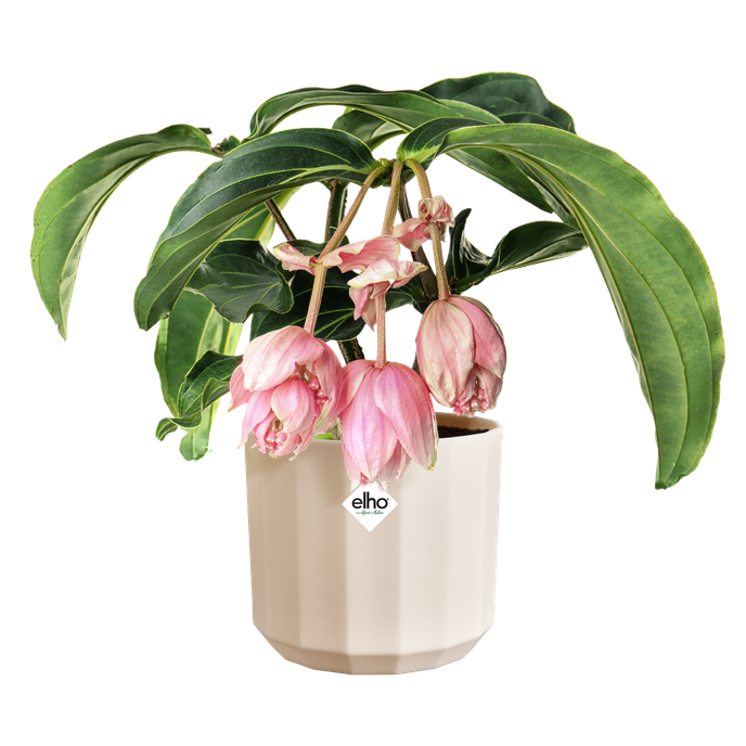 facet round 23cm almond pink